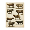 Antique Cow Chart Canvas Art Y719