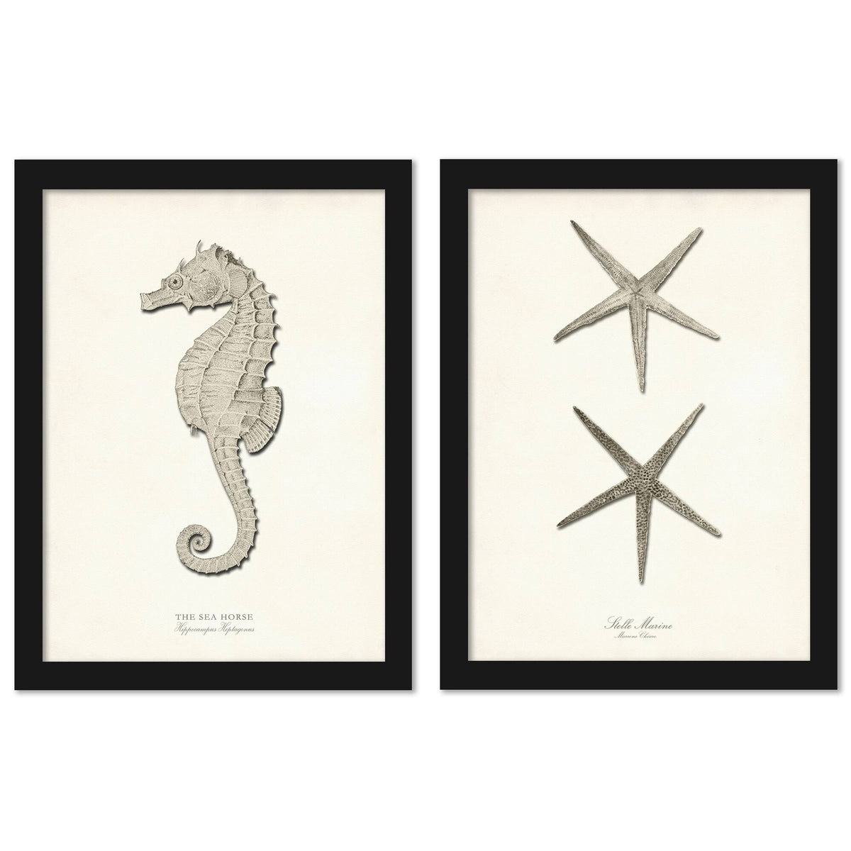 Greige Sea Horse 2 Piece Black Framed Print Set D18366