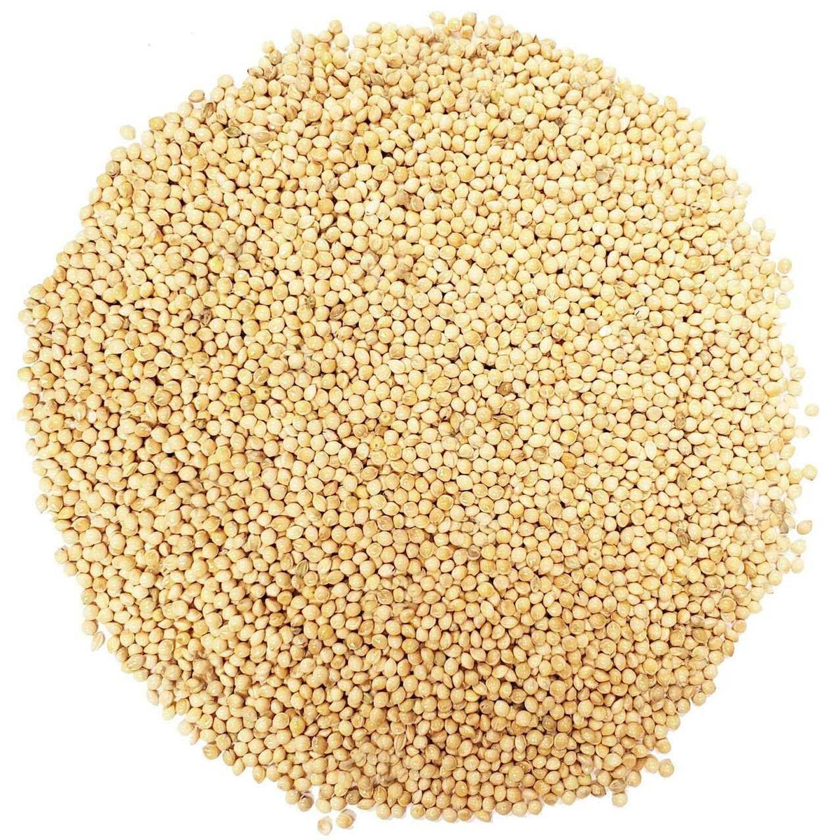 White Proso Millet Wild Bird Food, 50-Pound Z3380
