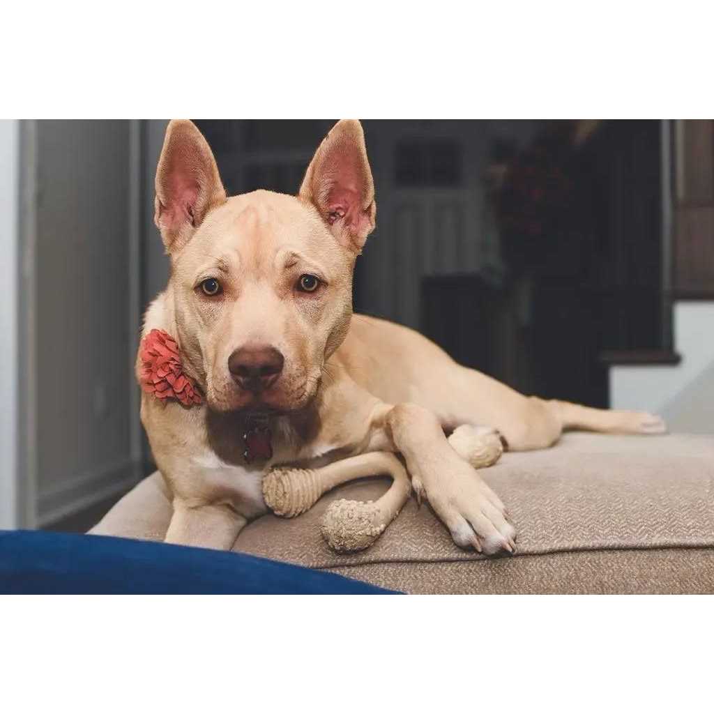 Tough Dog Chew Beef Z7717