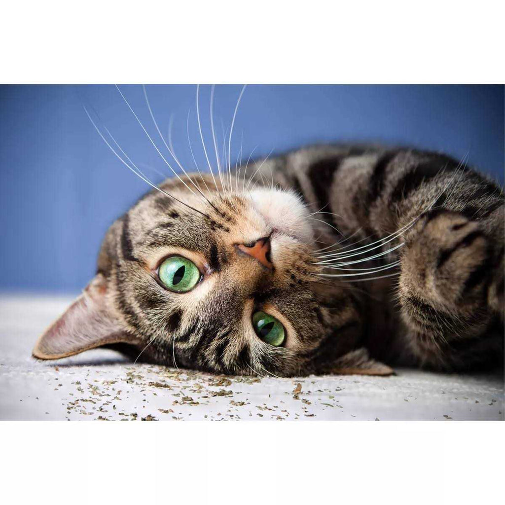 Catnip with Silvervine L7556