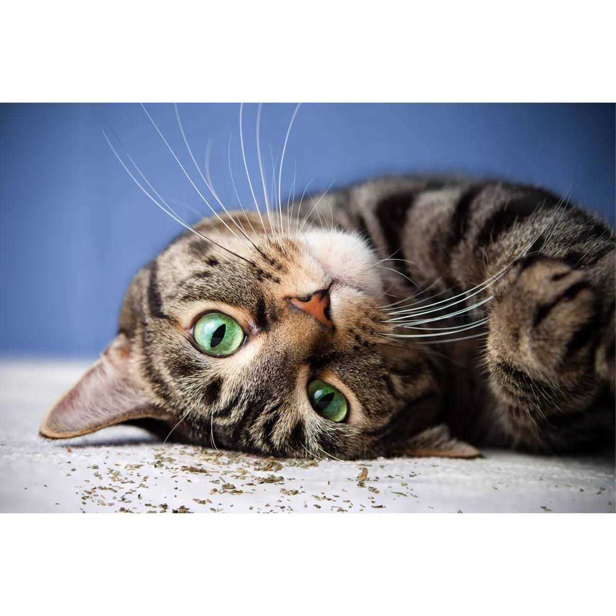Catnip with Silvervine L7556