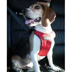 Pet Supplies G643503