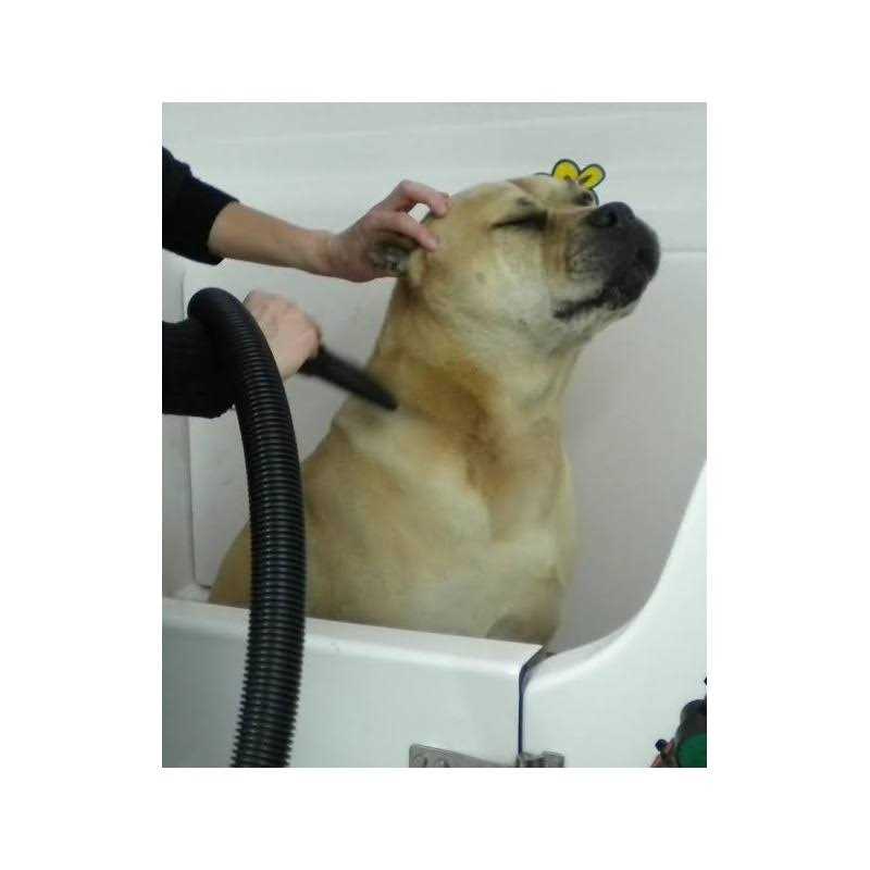 Pet Hair Dryer O61540