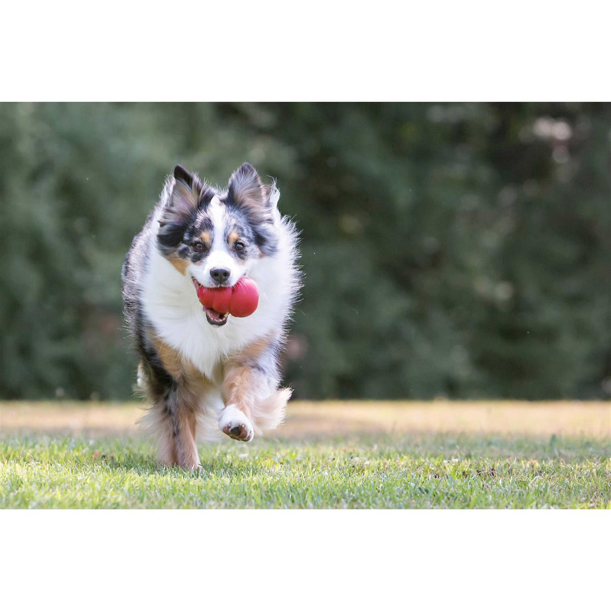 KONG Dog Toy O4991