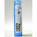 Lobelia Inflata 30C 80 plts W685