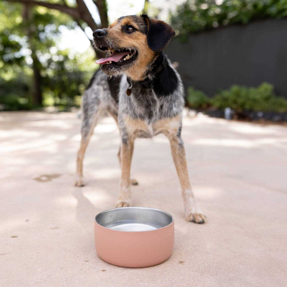 Stainless Steel Pet Water Bowl Y58651