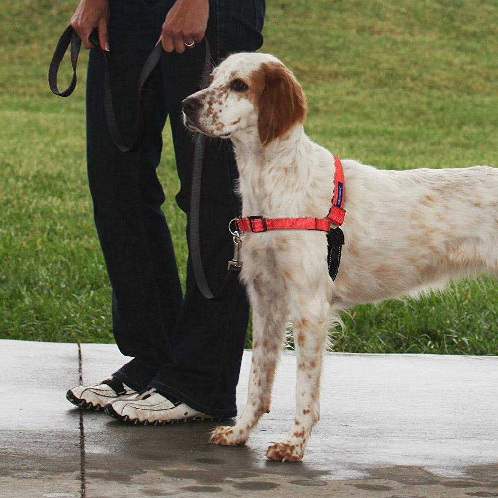 Easy Walk Harness D5219