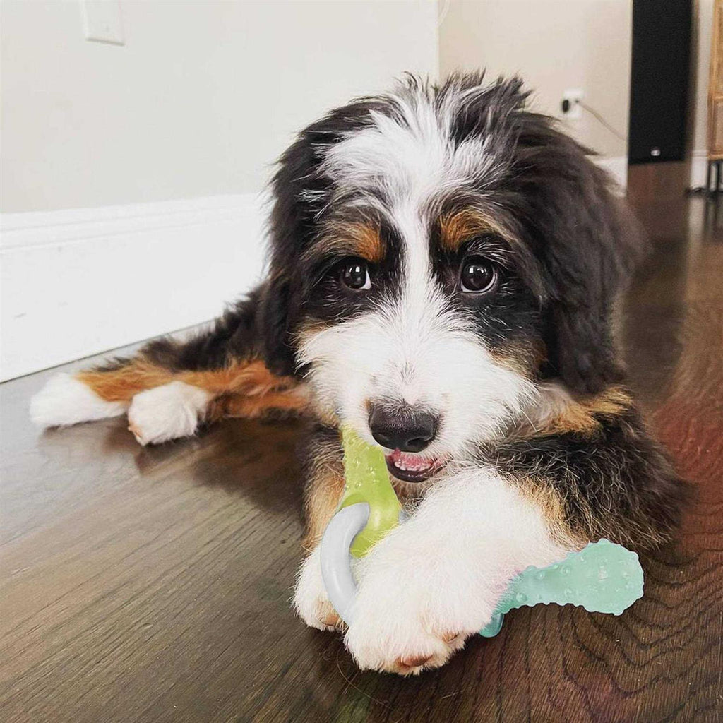 Puppy Chew Teething Pacifier Toy C564