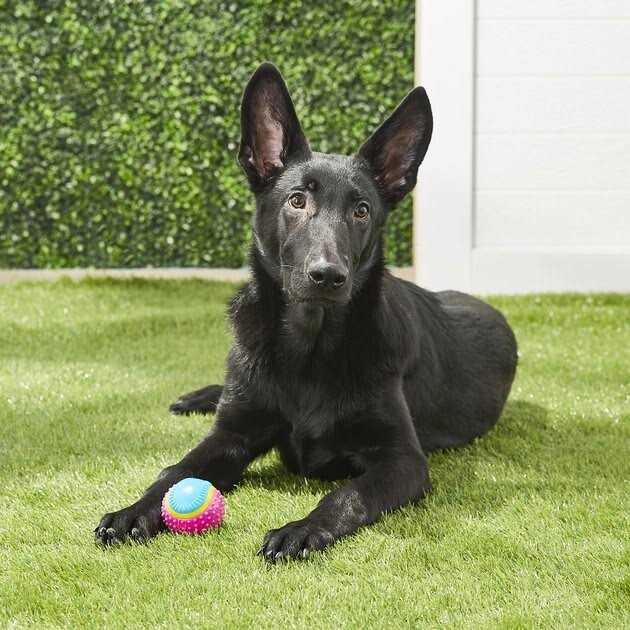Sensory Ball Dog Toy R745202