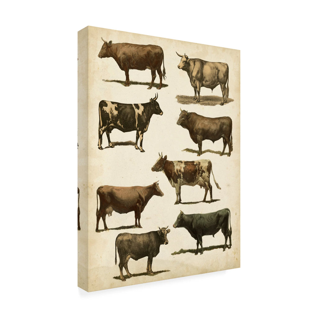 Antique Cow Chart Canvas Art Y719