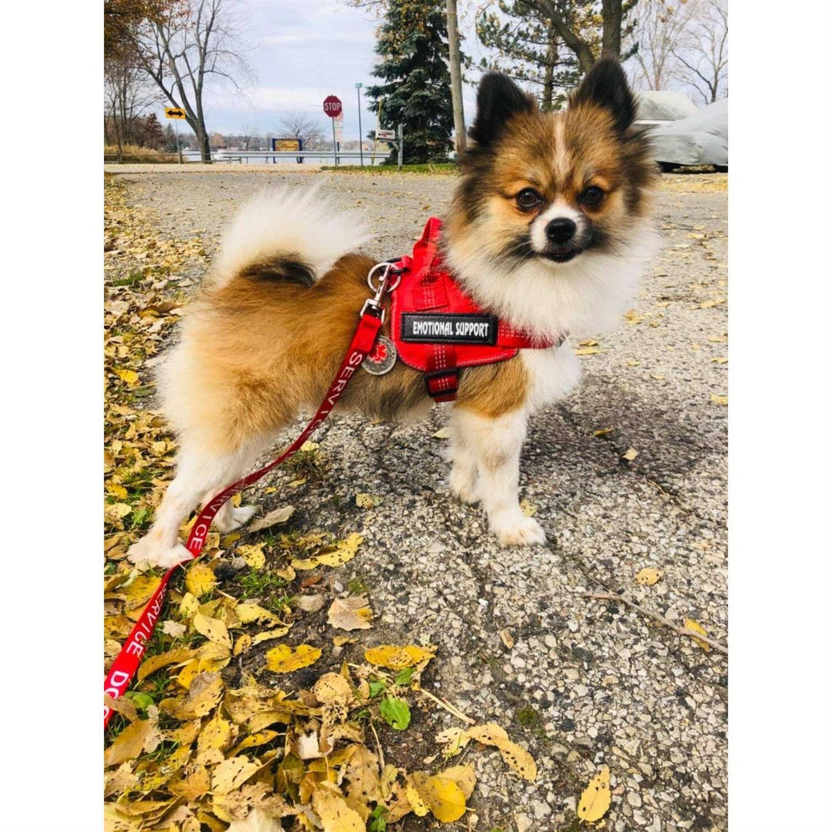 Reflective Breathable Adjustable No-Pull Dog Harness M92162
