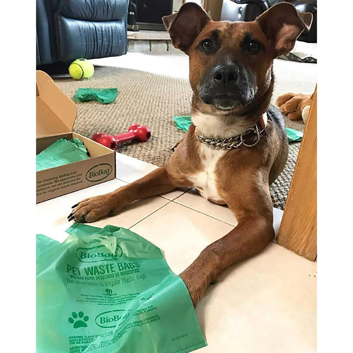 Pet Waste Bags with Handles J8602