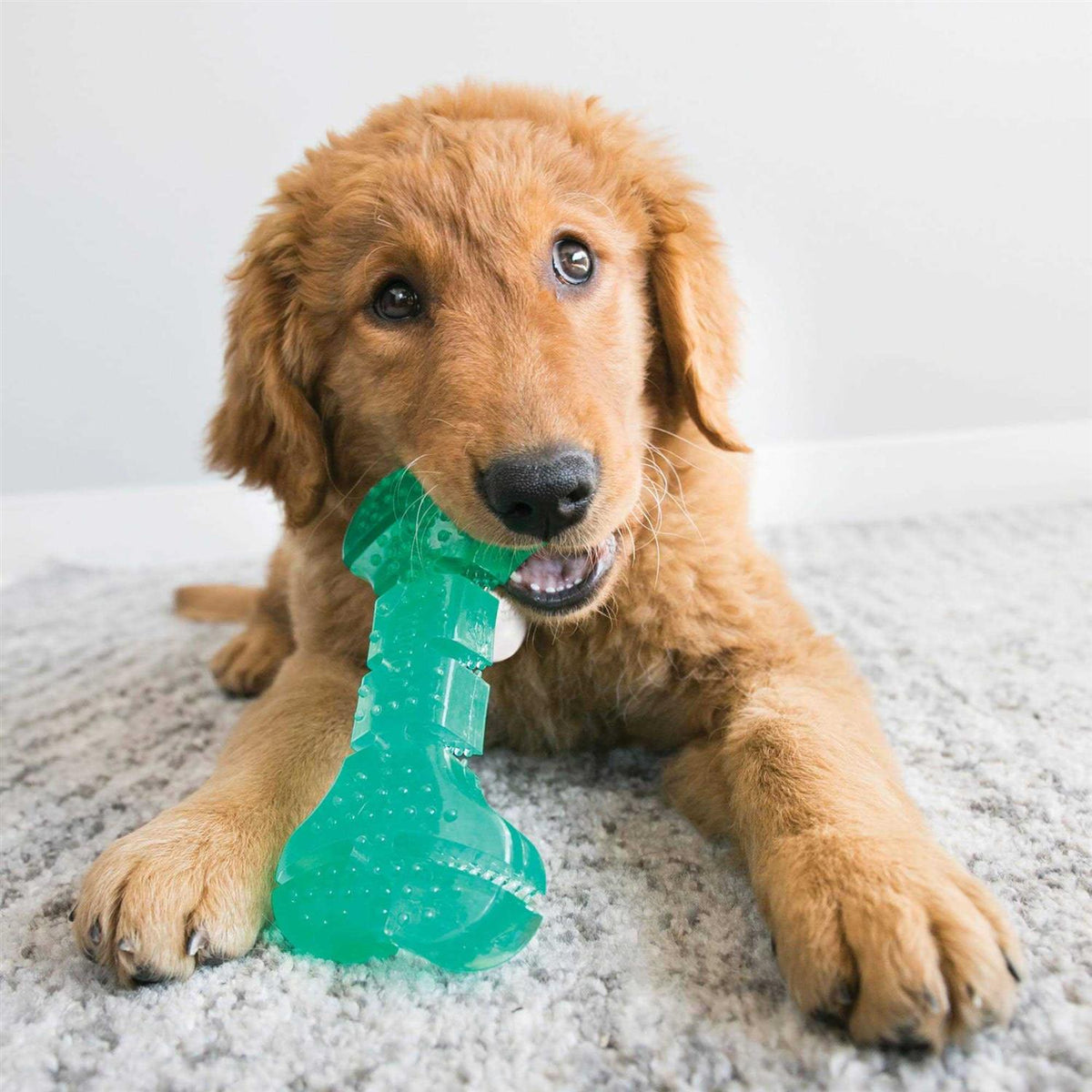 Dog Toy T2212